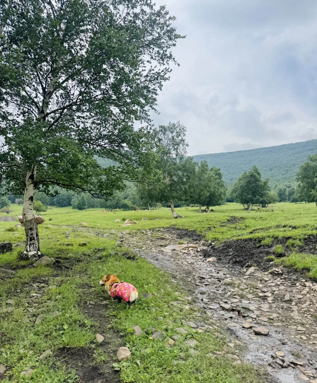 丰宁，半虎线（免费版）