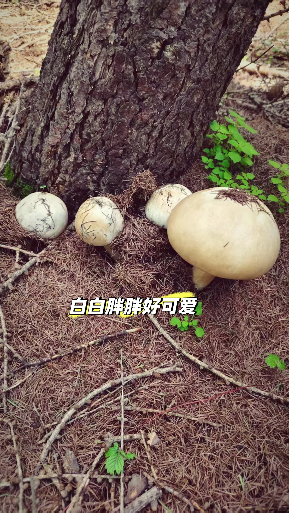 这么近 那么美 周末到河北⛰️