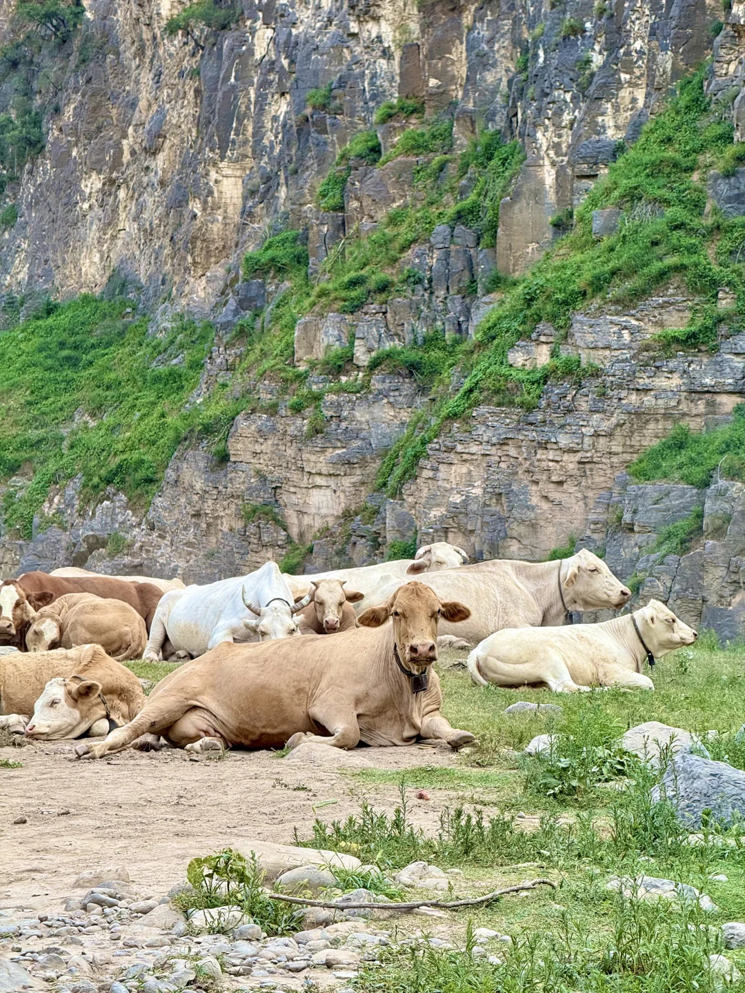 在阿勒泰？不！这是河南济源📍📍