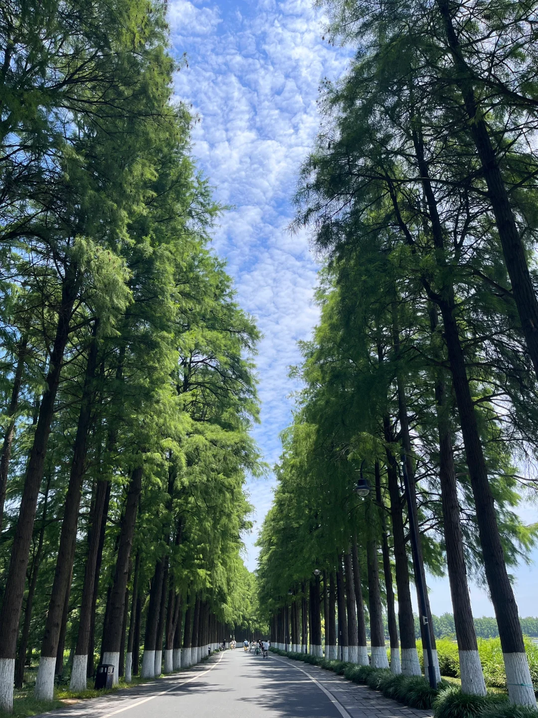 因为东湖 爱上武汉