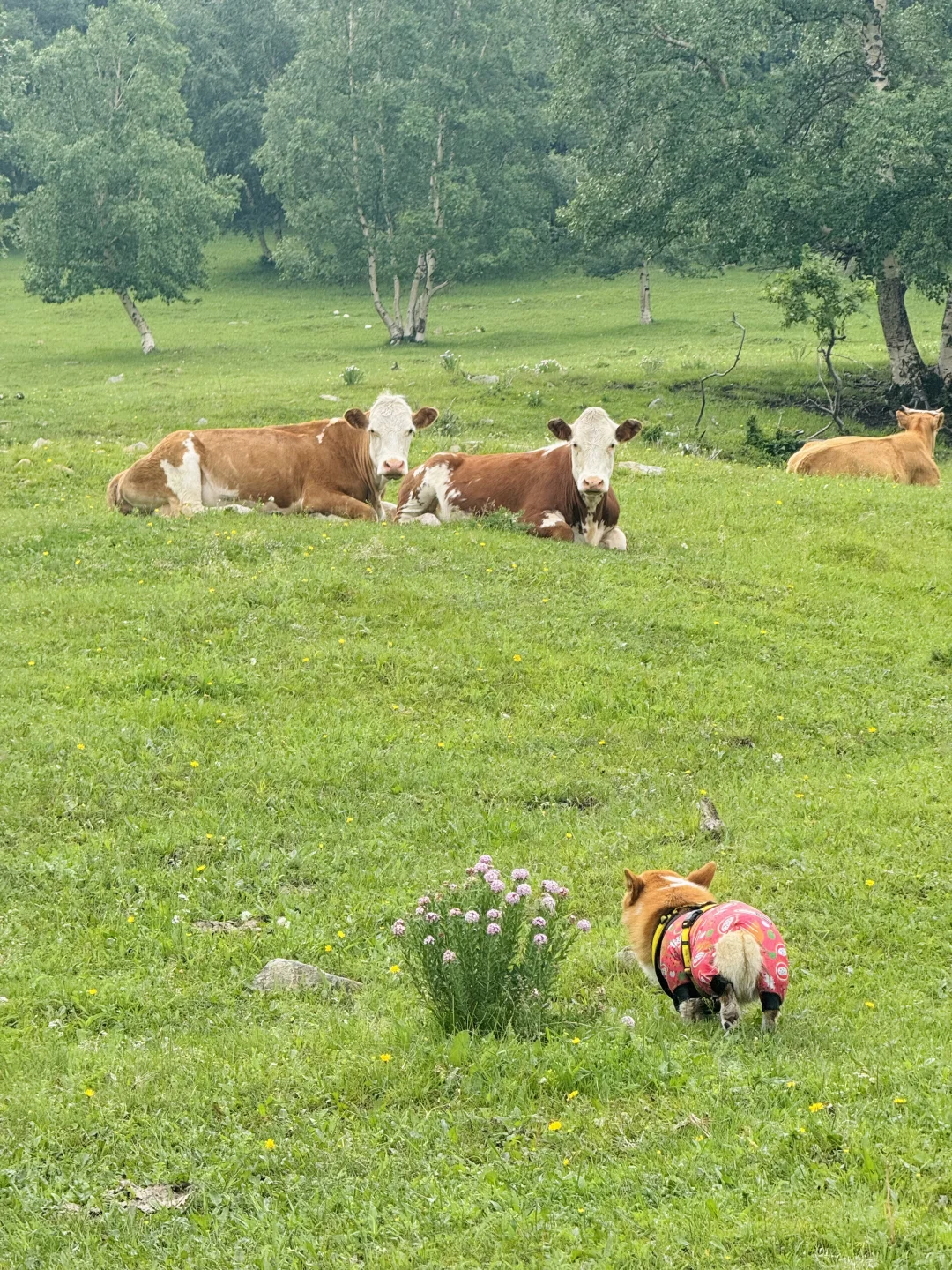 丰宁，半虎线（免费版）