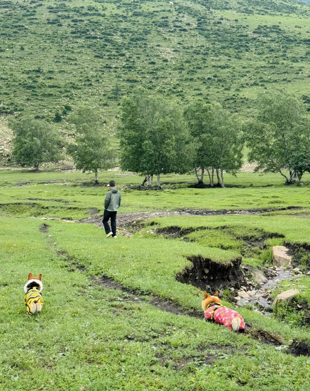 丰宁，半虎线（免费版）