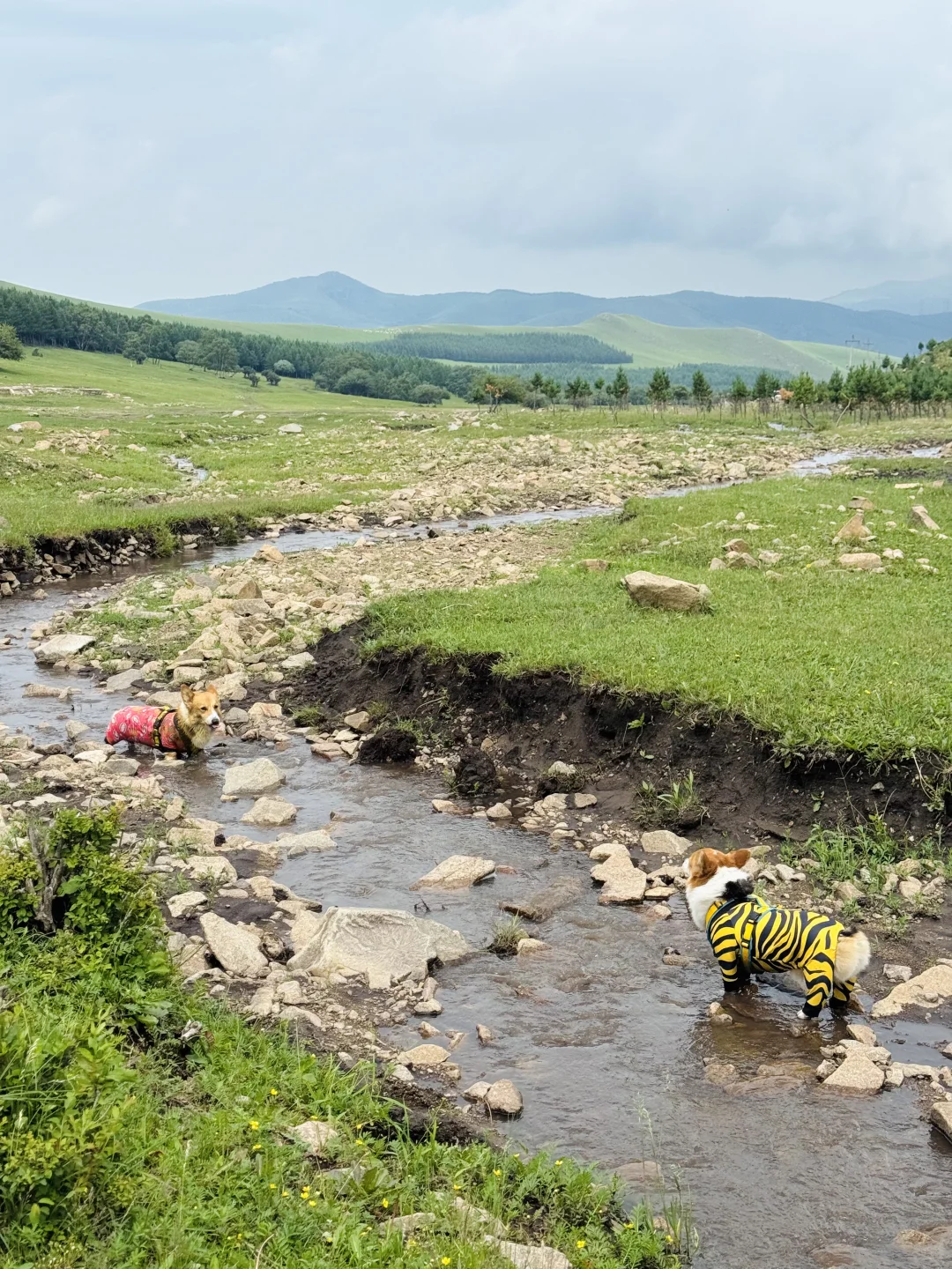 丰宁，半虎线（免费版）