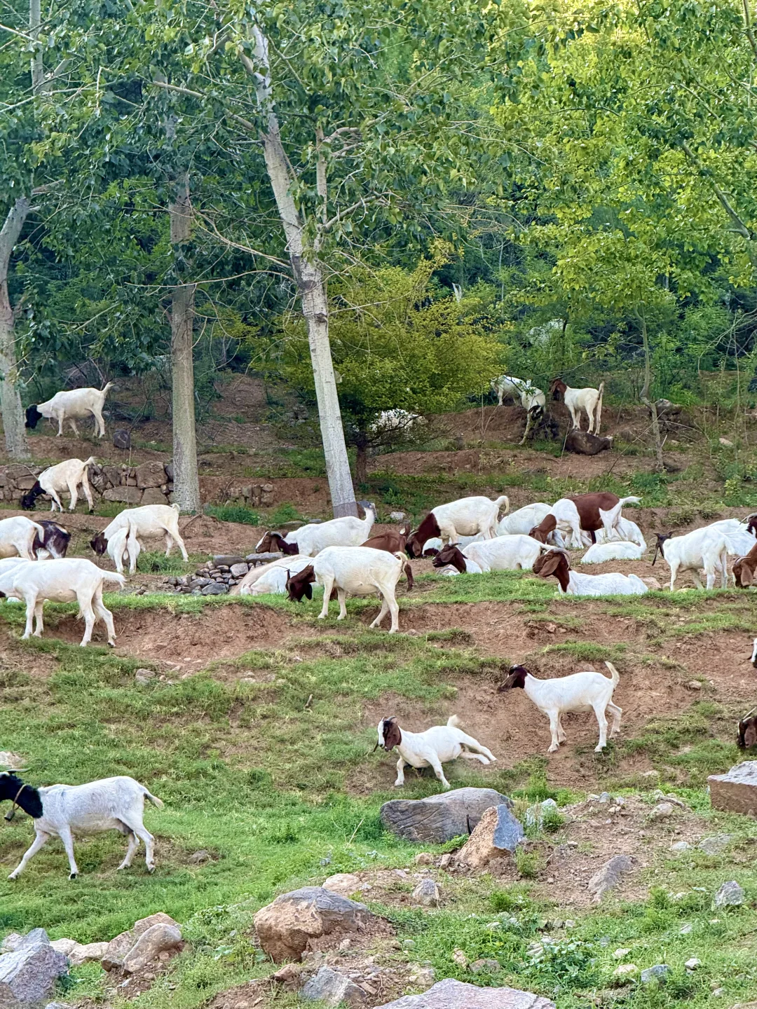 在阿勒泰？不！这是河南济源📍📍
