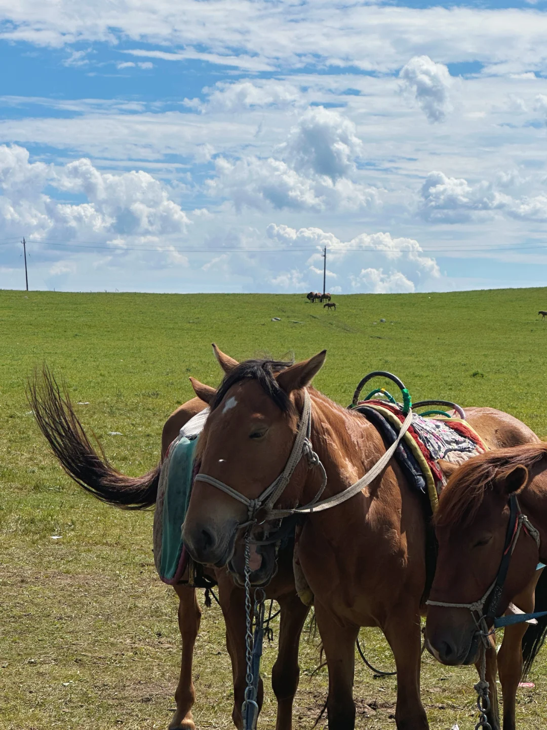 8.5实况，辉腾锡勒草原这样玩，不后悔❗️