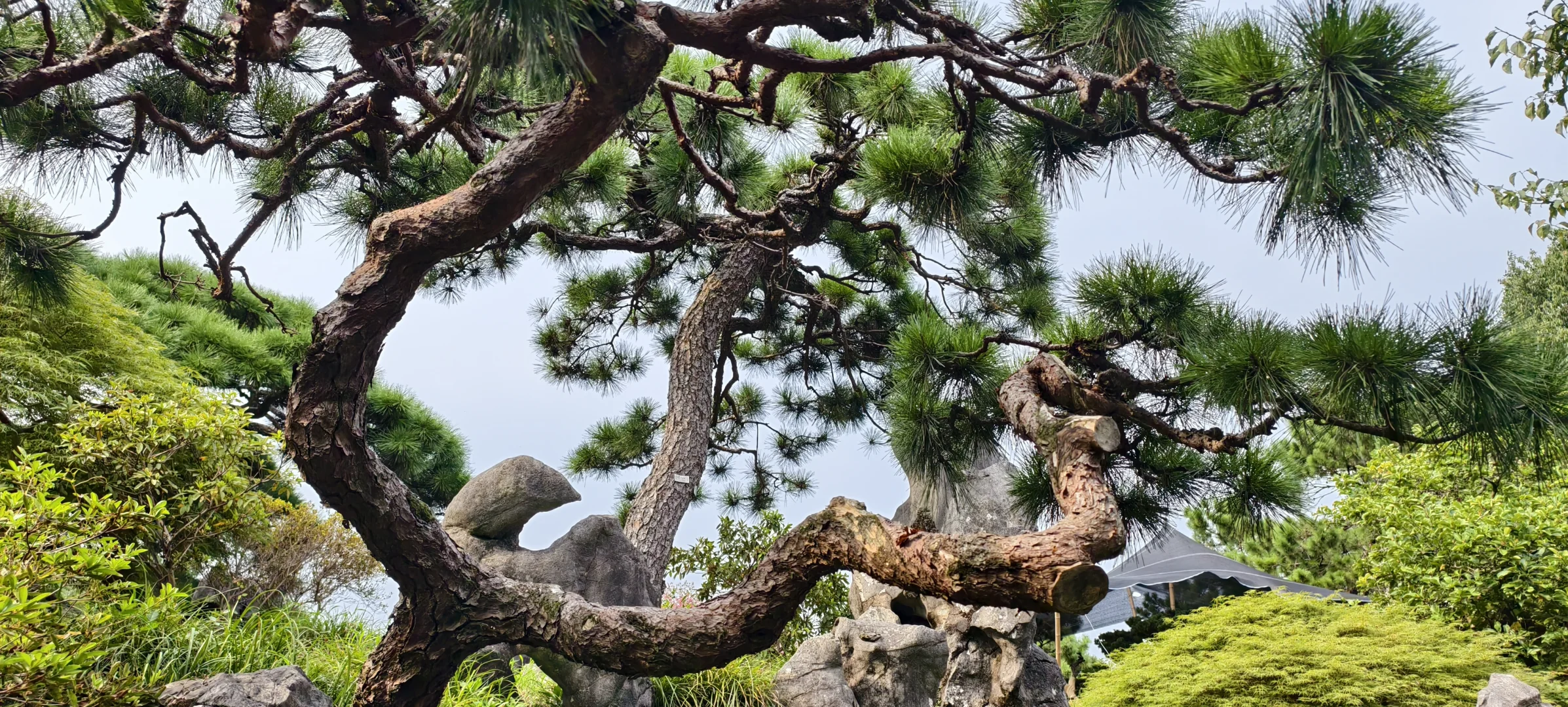 西湖｜特种兵一日游，各景点观感详记（中）