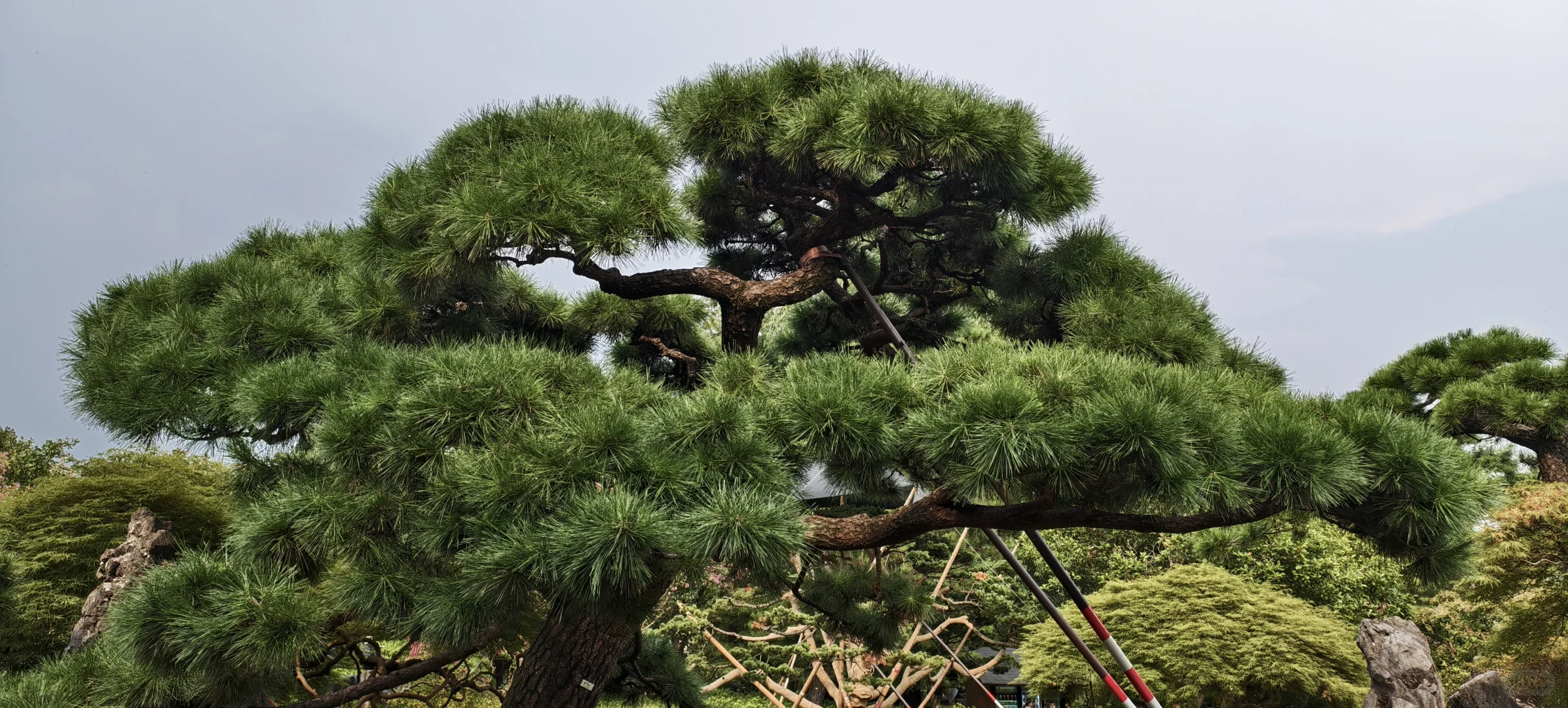西湖｜特种兵一日游，各景点观感详记（中）