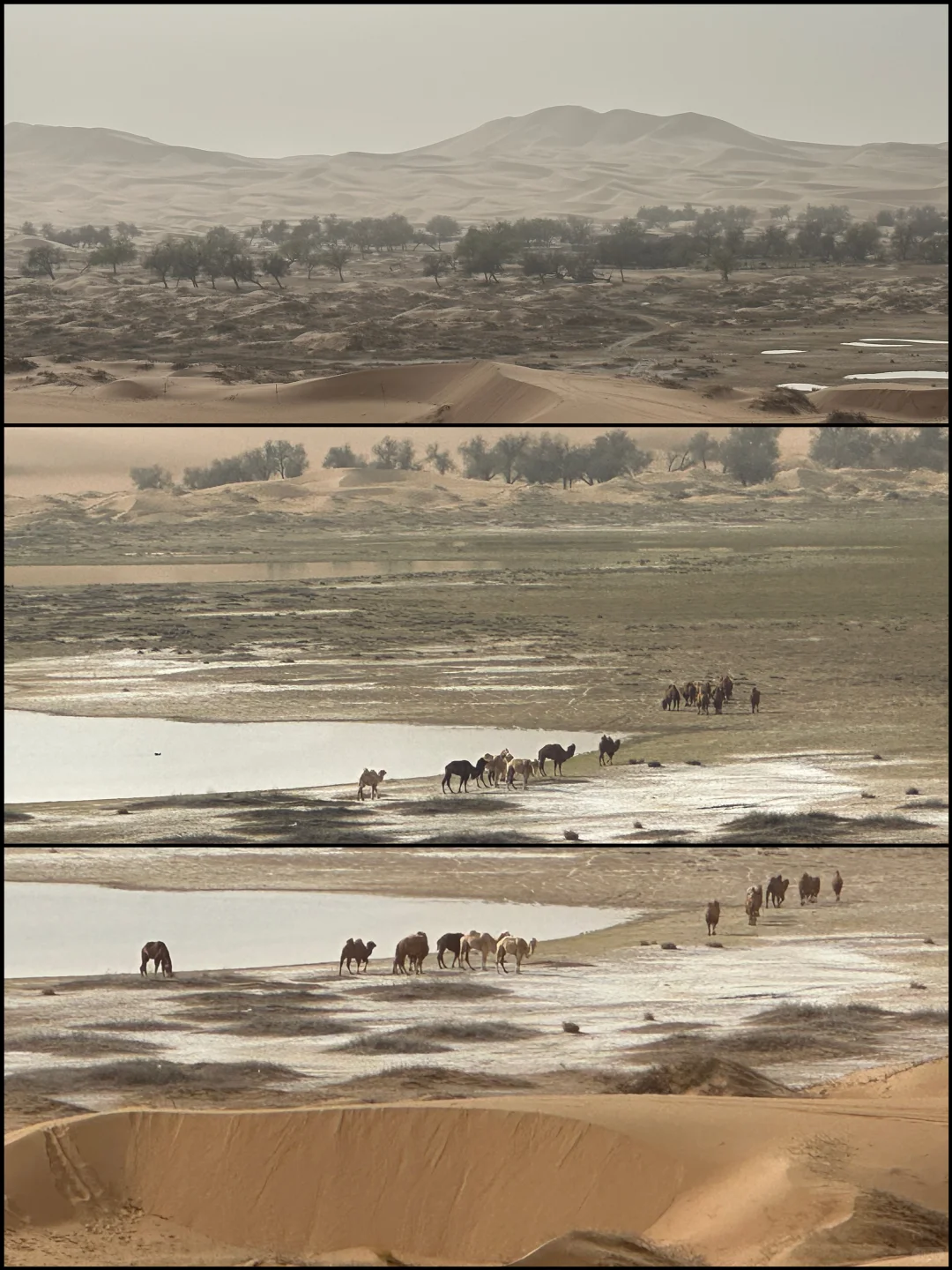 阿拉善|在沙漠深处听见了地球跳动的声音‼️