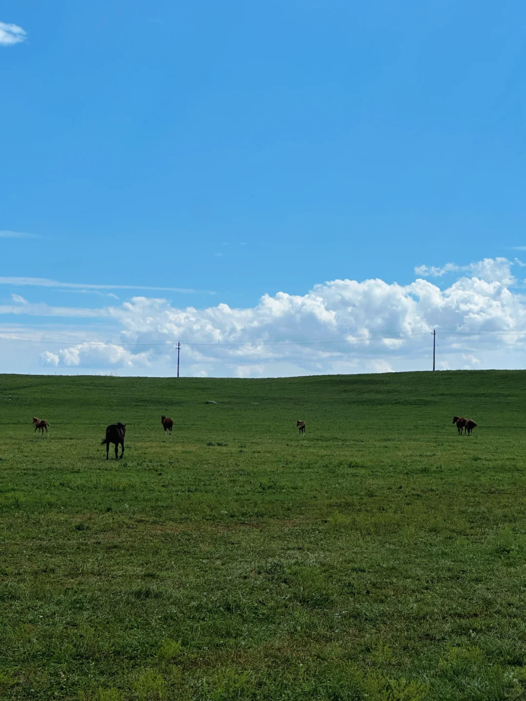 8.5实况，辉腾锡勒草原这样玩，不后悔❗️