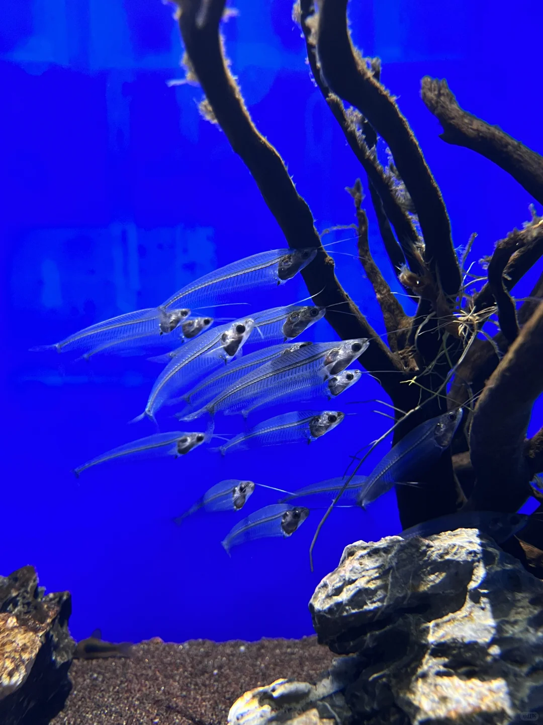 历届游客最想知道日照的8大话题