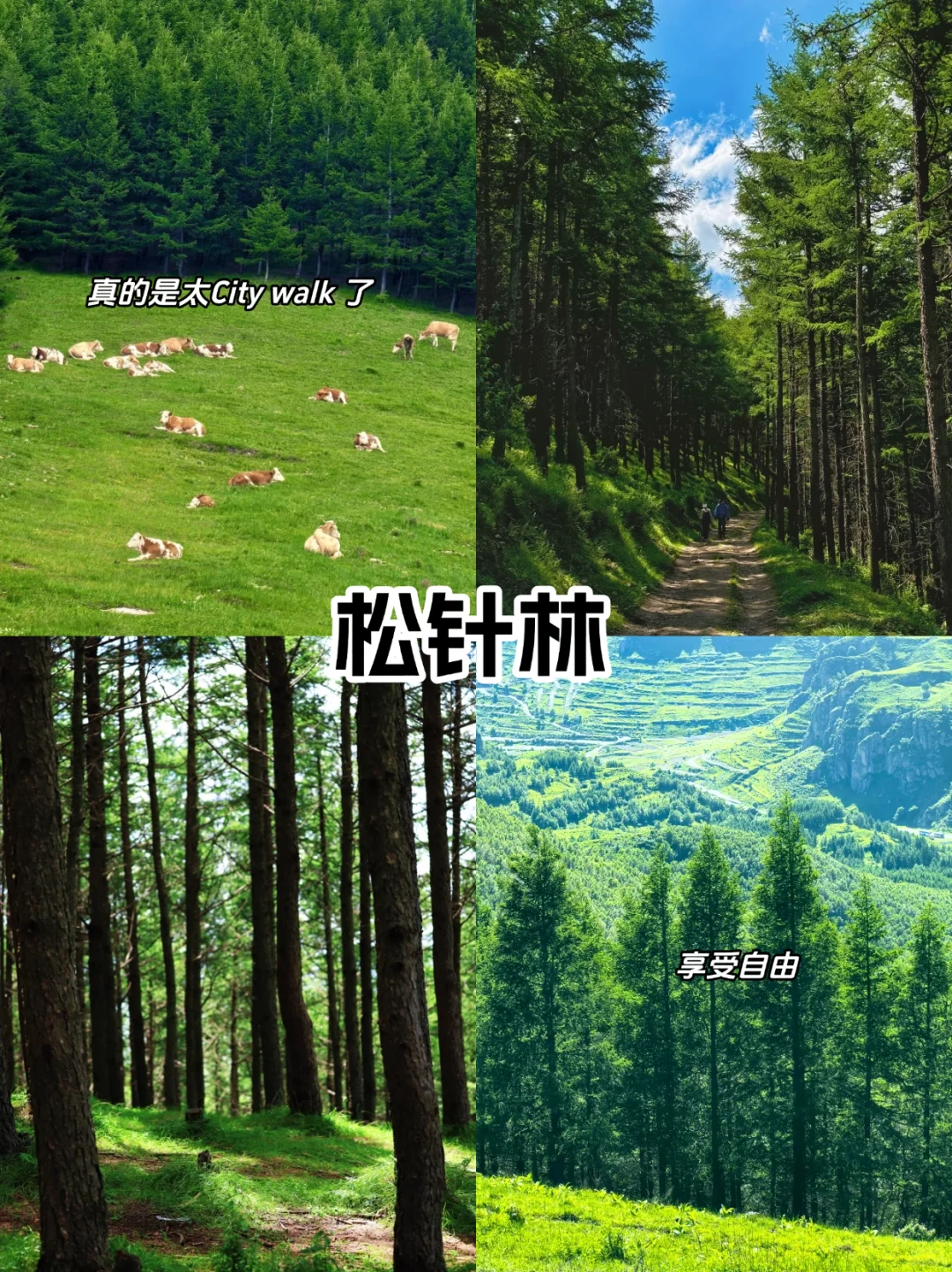 京郊25℃夏天🌿闯入“北方小瑞士”麻田岭