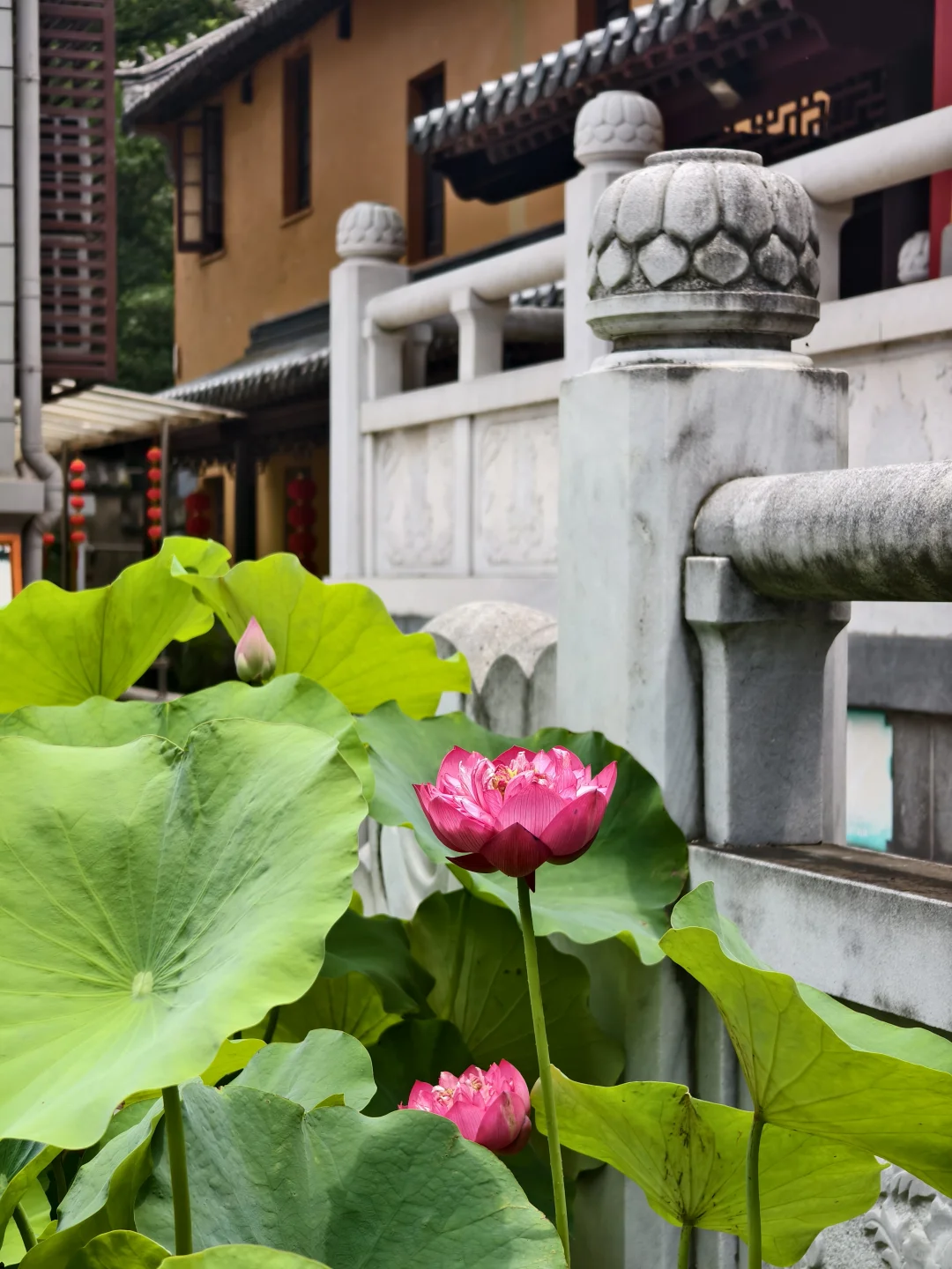 人生建议‼️来南京一定要留一天给灵谷寺