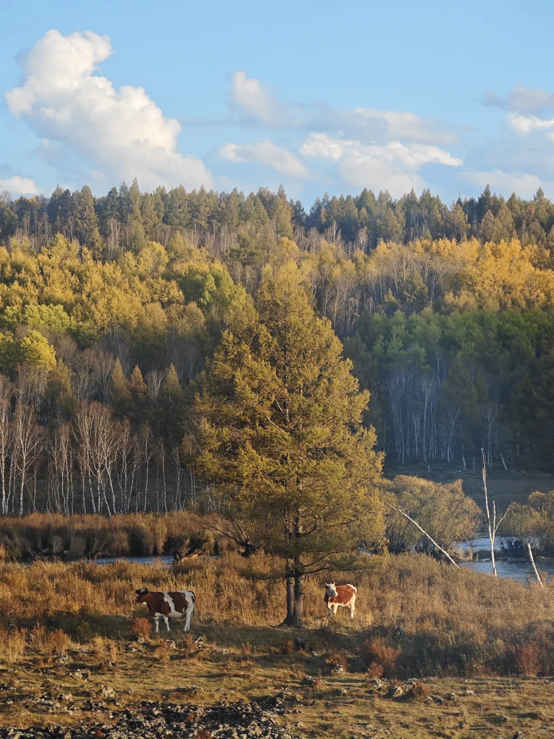 9.18-9.20的阿尔山秋色参考
