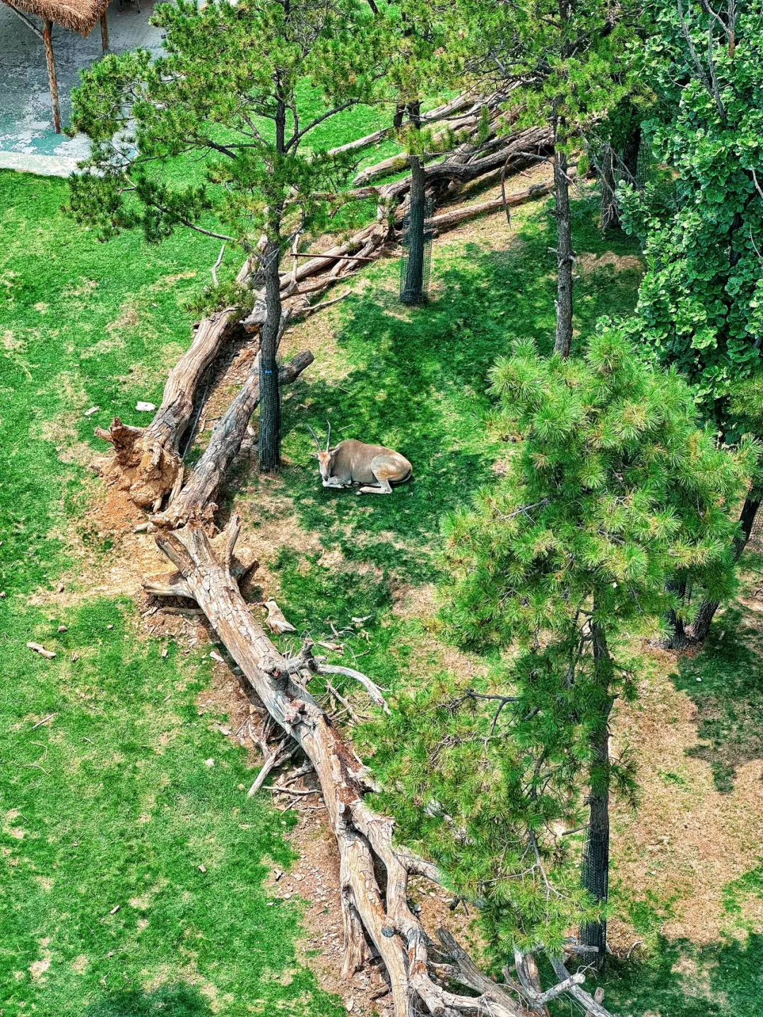 天津🚗3h达|3天2晚暑假玩透“山东迪士尼”|上