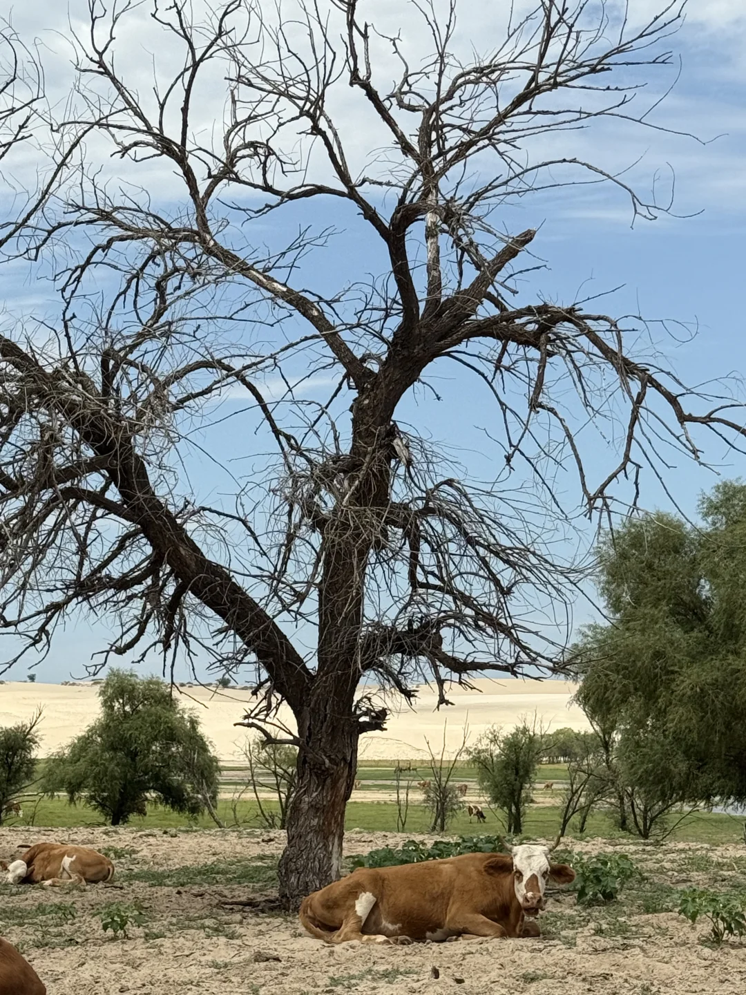 赤峰本地人都不知道的小众沙漠|响水荷花池