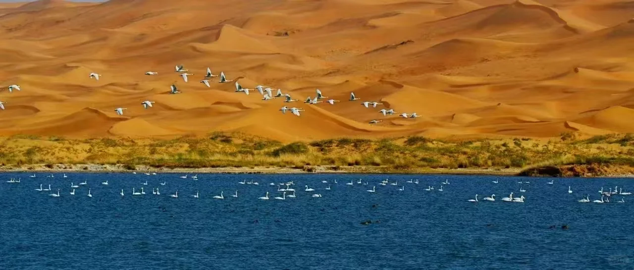 Trendy Fun潮趣阿拉善｜这里的景区免门票？