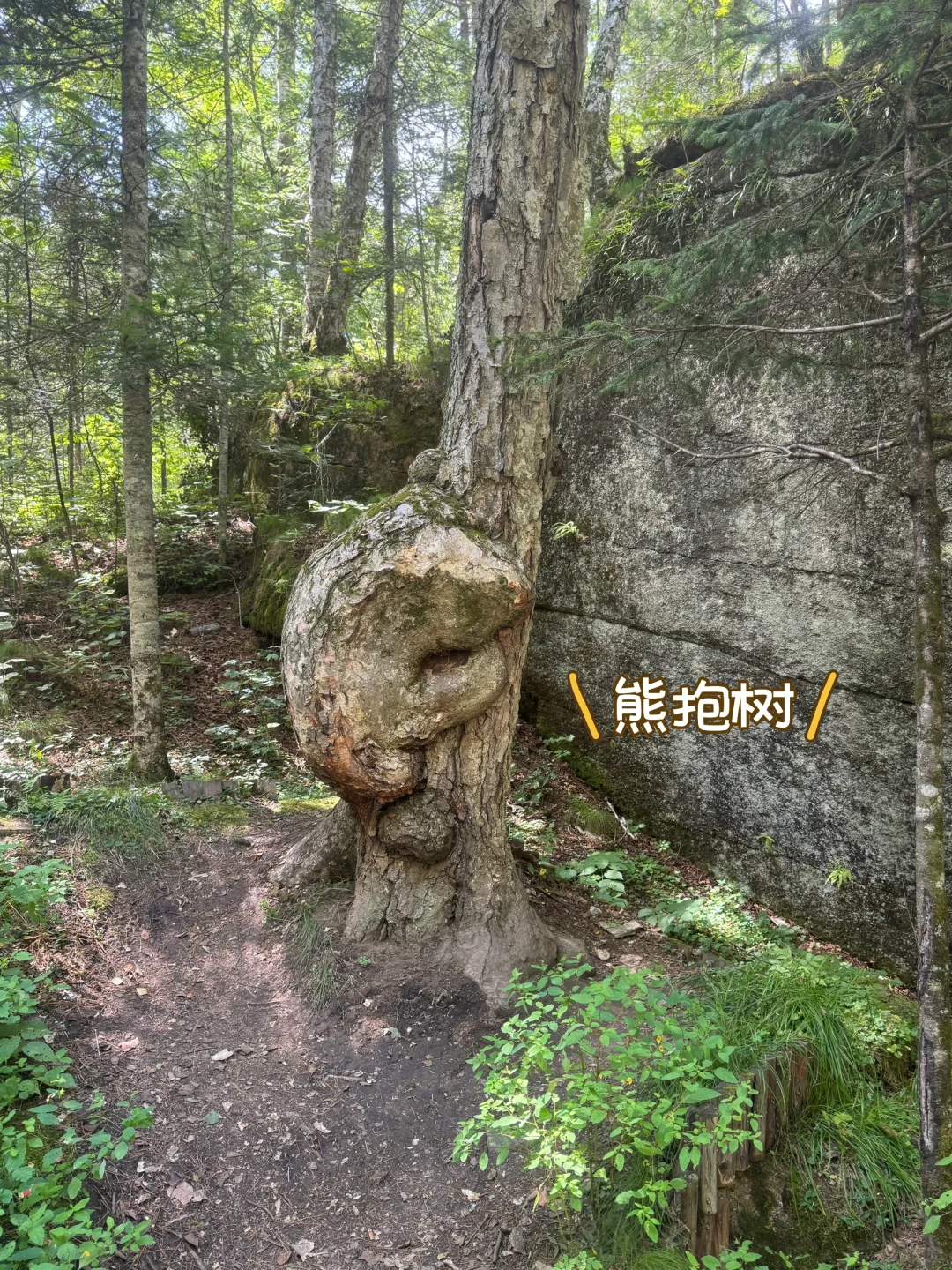 汤旺河攻略｜6大景区放弃2个，一天玩透精华