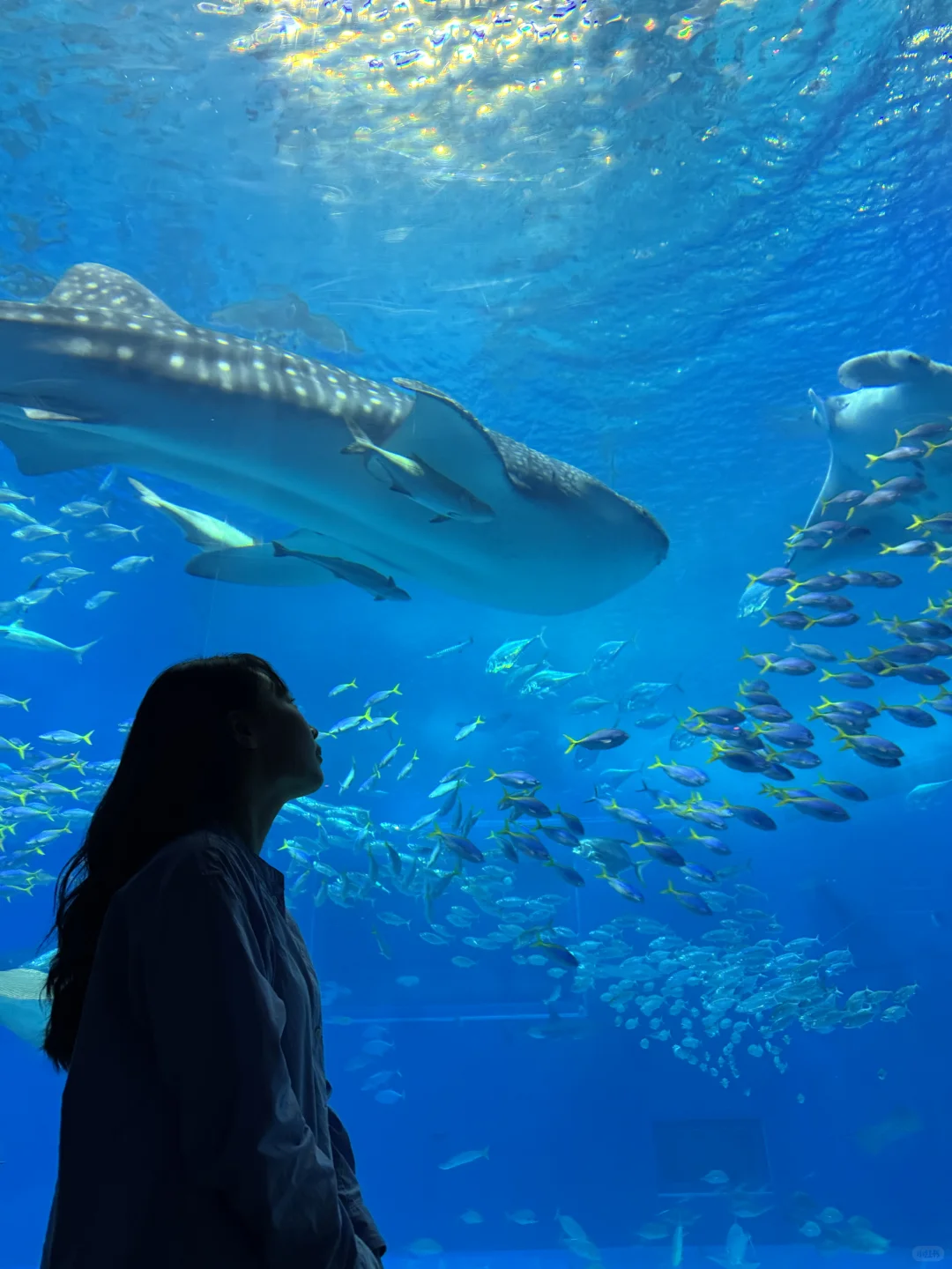 关于一个人去了趟冲绳：