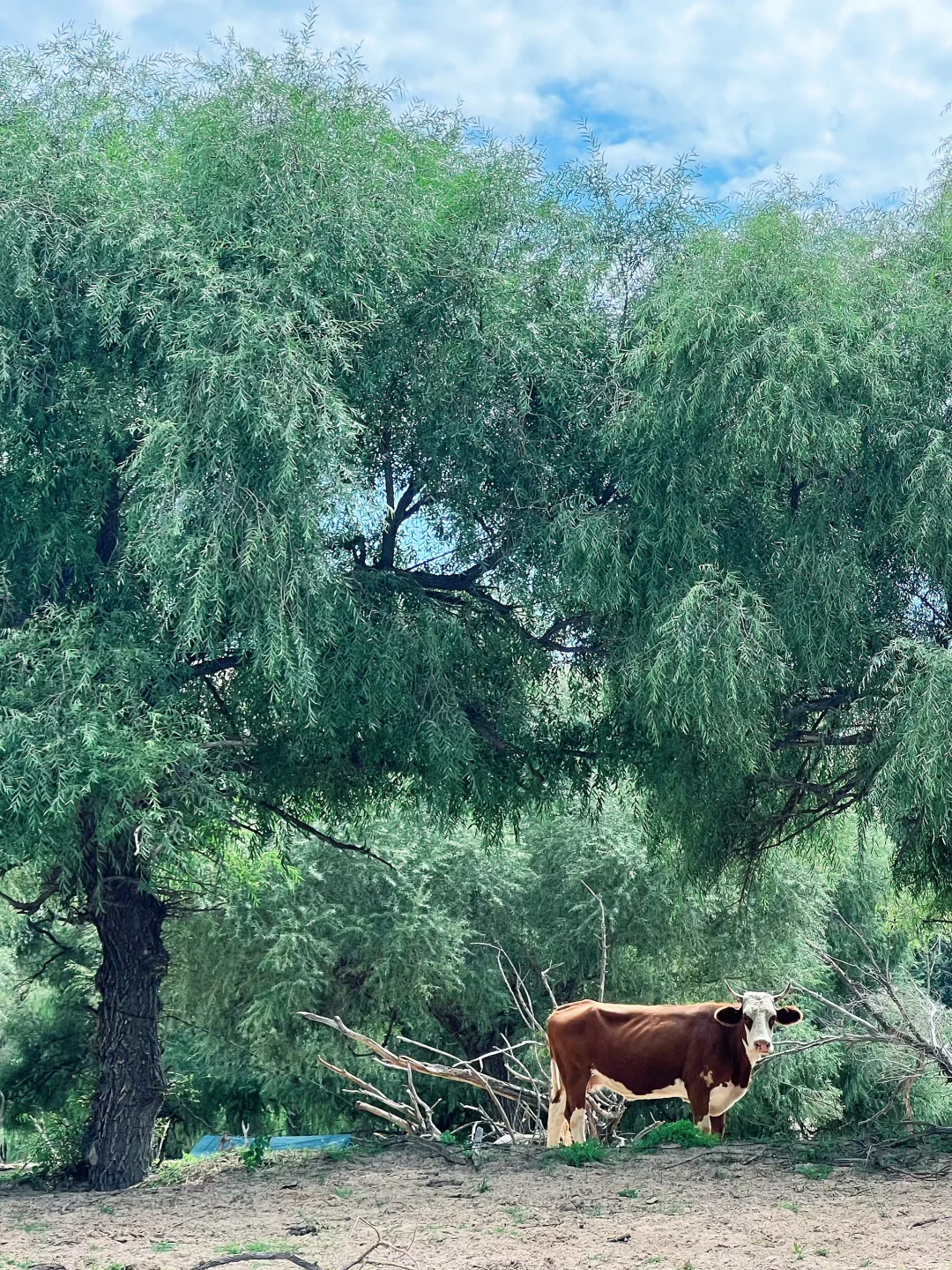 赤峰本地人都不知道的小众沙漠|响水荷花池