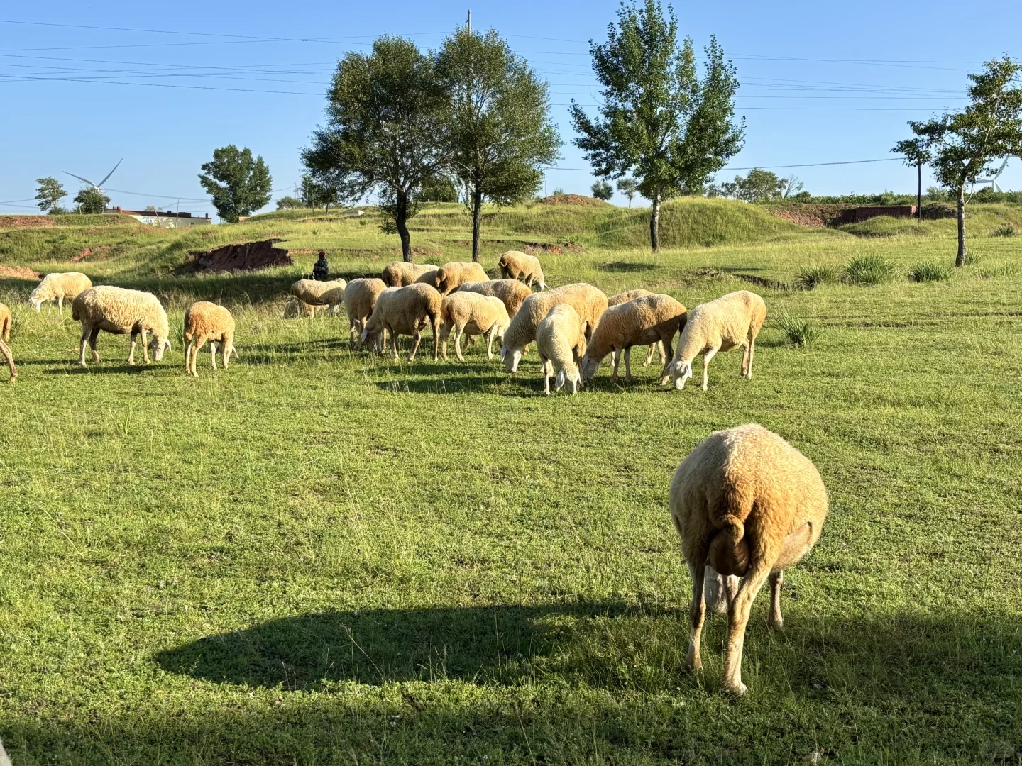 8月14日 在呼和浩特不要再去景区啦