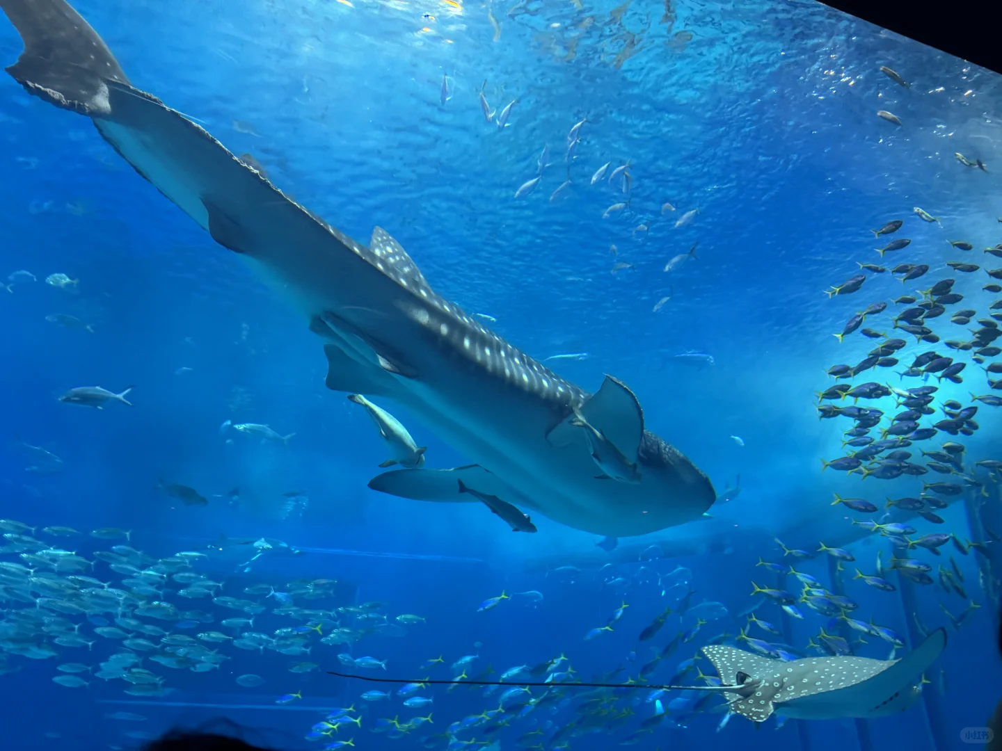 关于一个人去了趟冲绳：