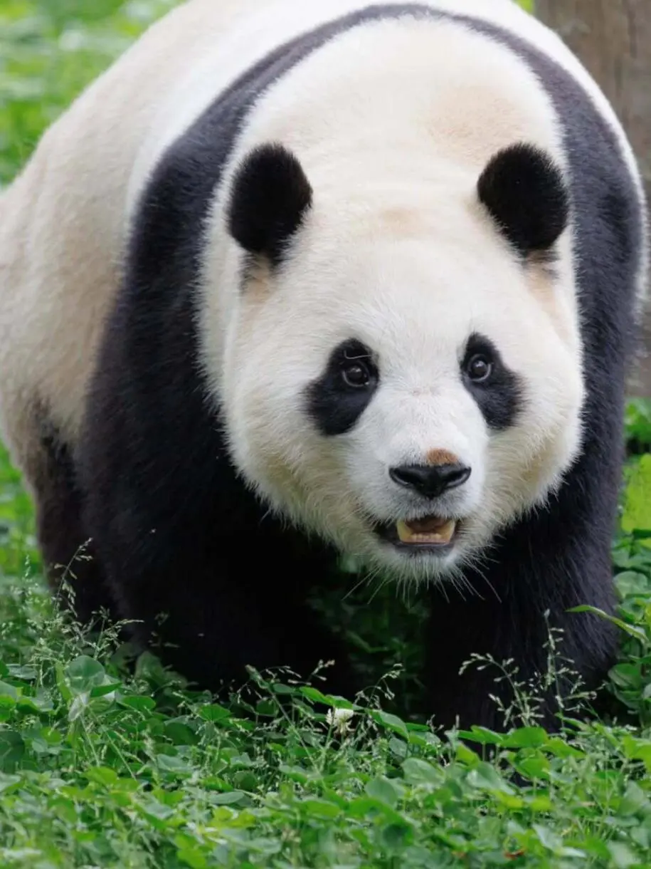 夏天22°C的川西，真的比瑞士还震撼！