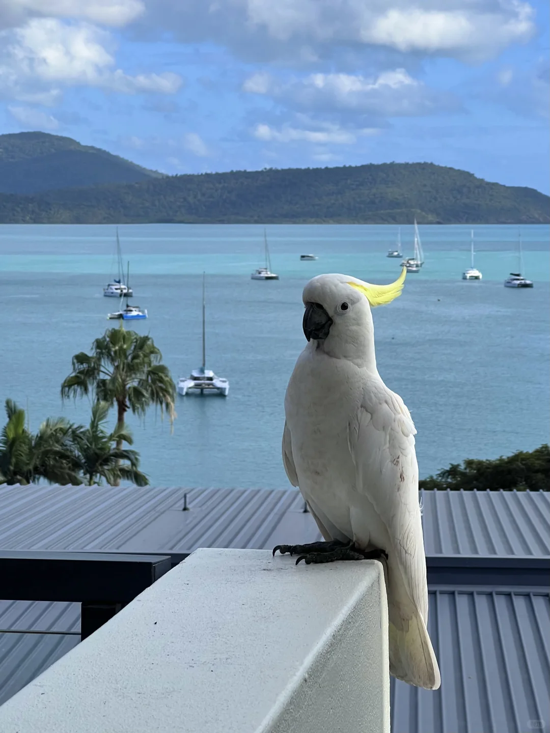 🤍白天堂沙滩🫧圣灵群岛🩵