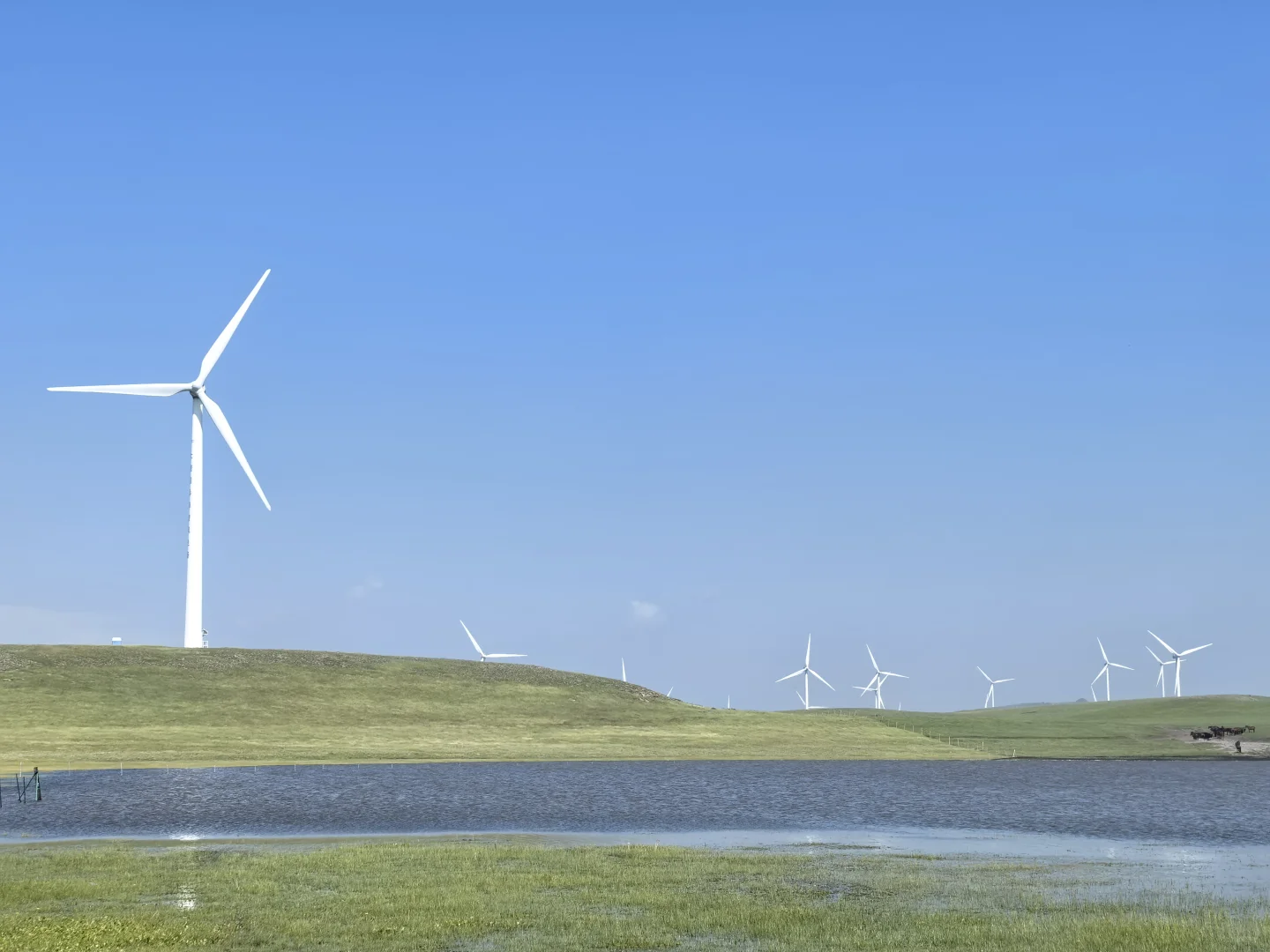辉腾锡勒草原,牛马的天堂