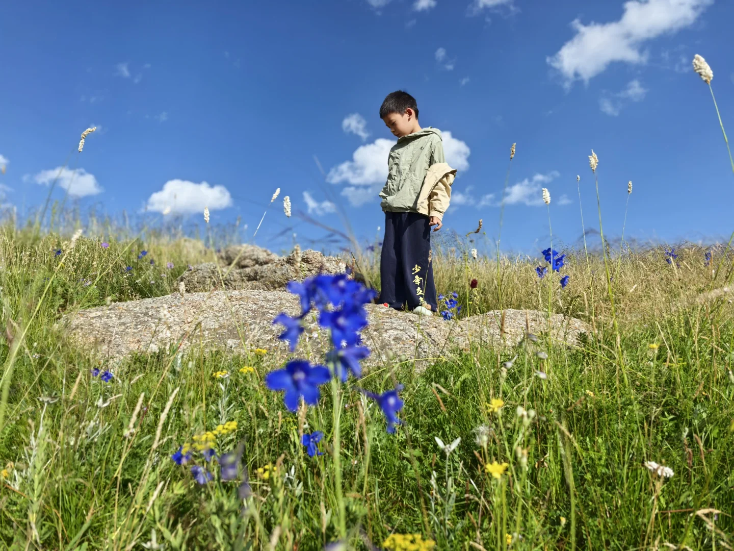 辉腾锡勒草原,牛马的天堂