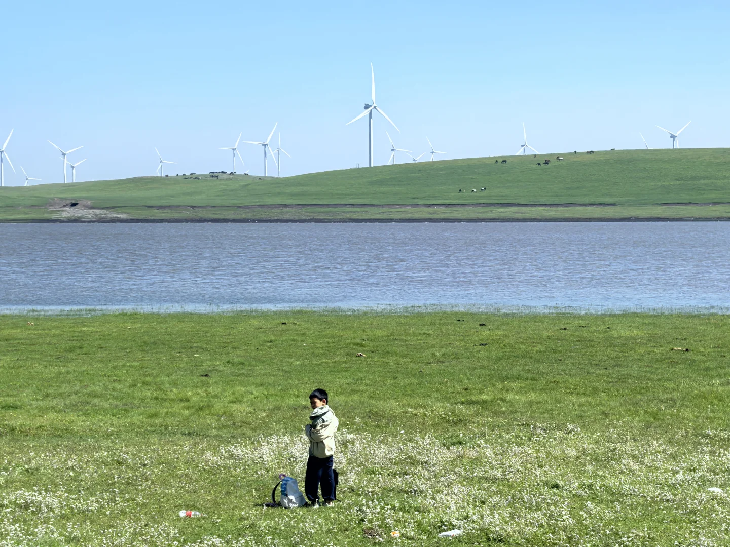 辉腾锡勒草原,牛马的天堂