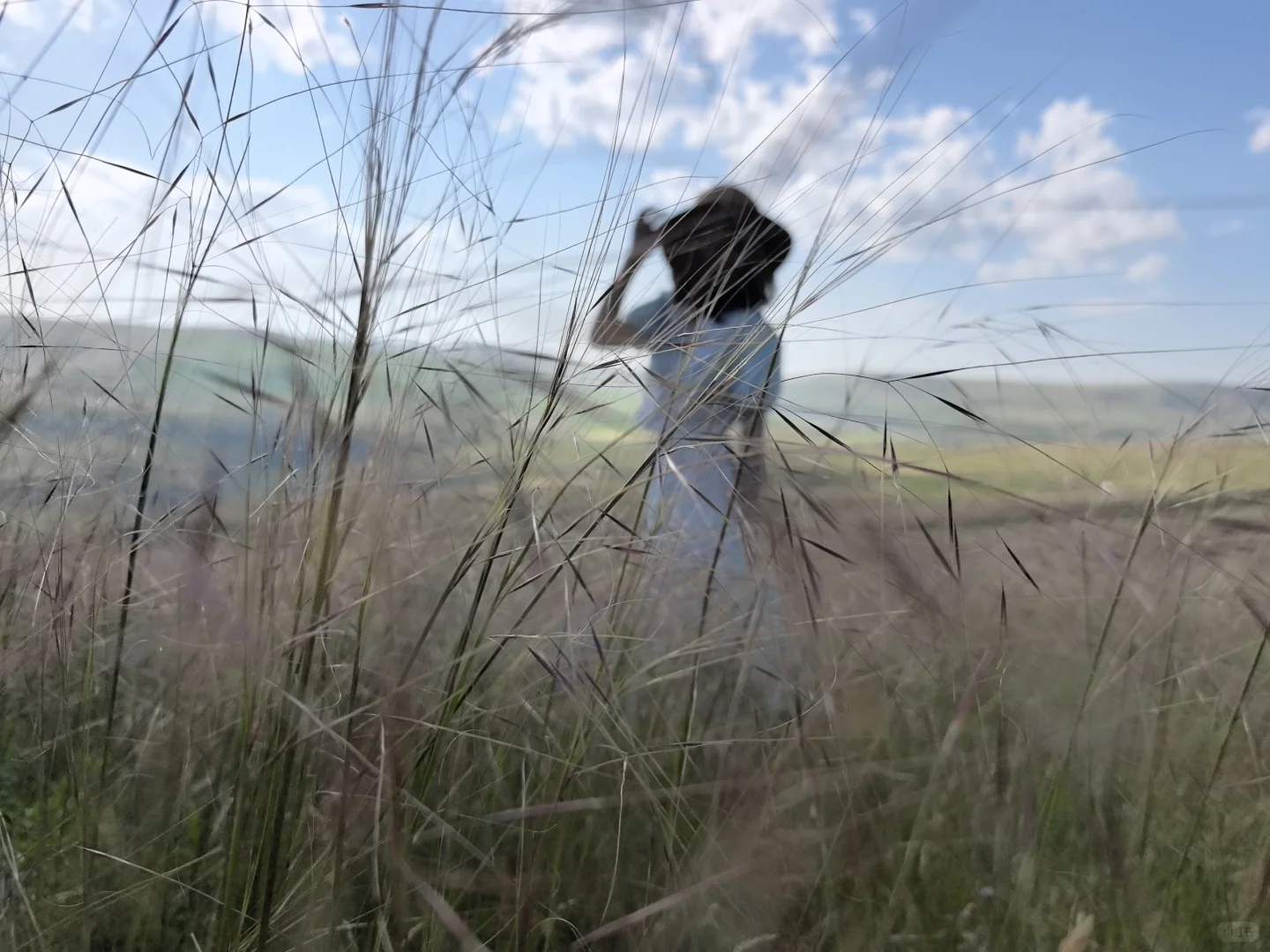 辉腾锡勒草原,牛马的天堂