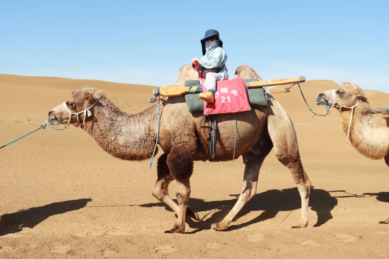 到底谁在避雷沙坡头‼️明明就是儿童友好景区