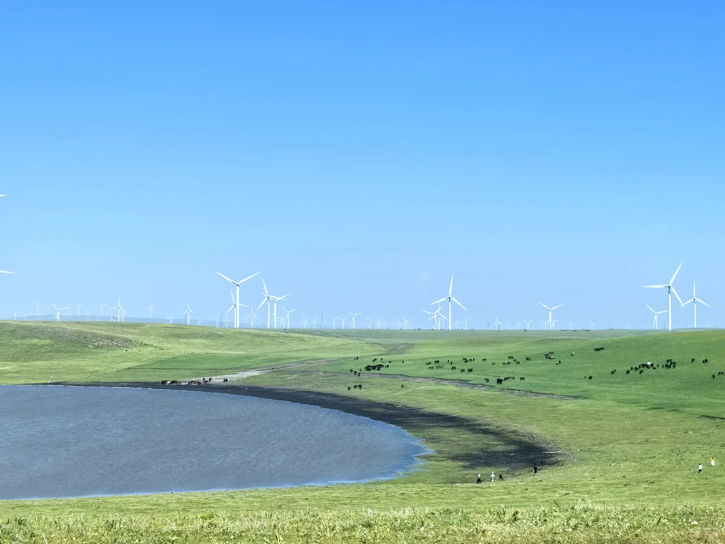 辉腾锡勒草原,牛马的天堂