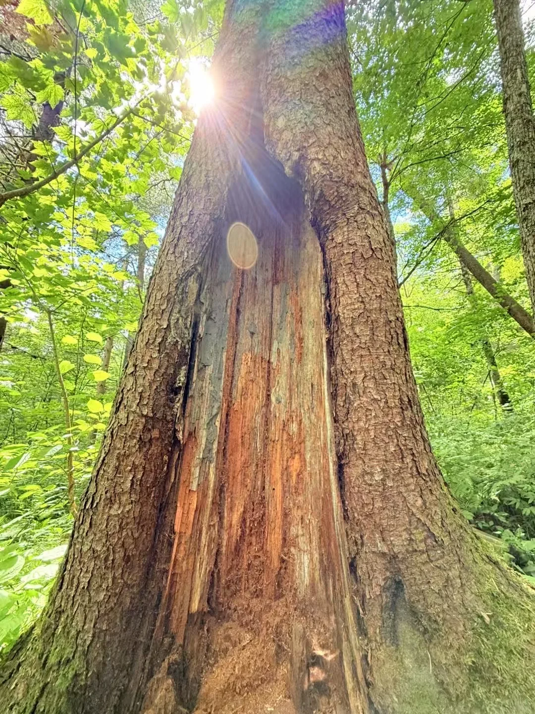 汤旺河攻略｜6大景区放弃2个，一天玩透精华
