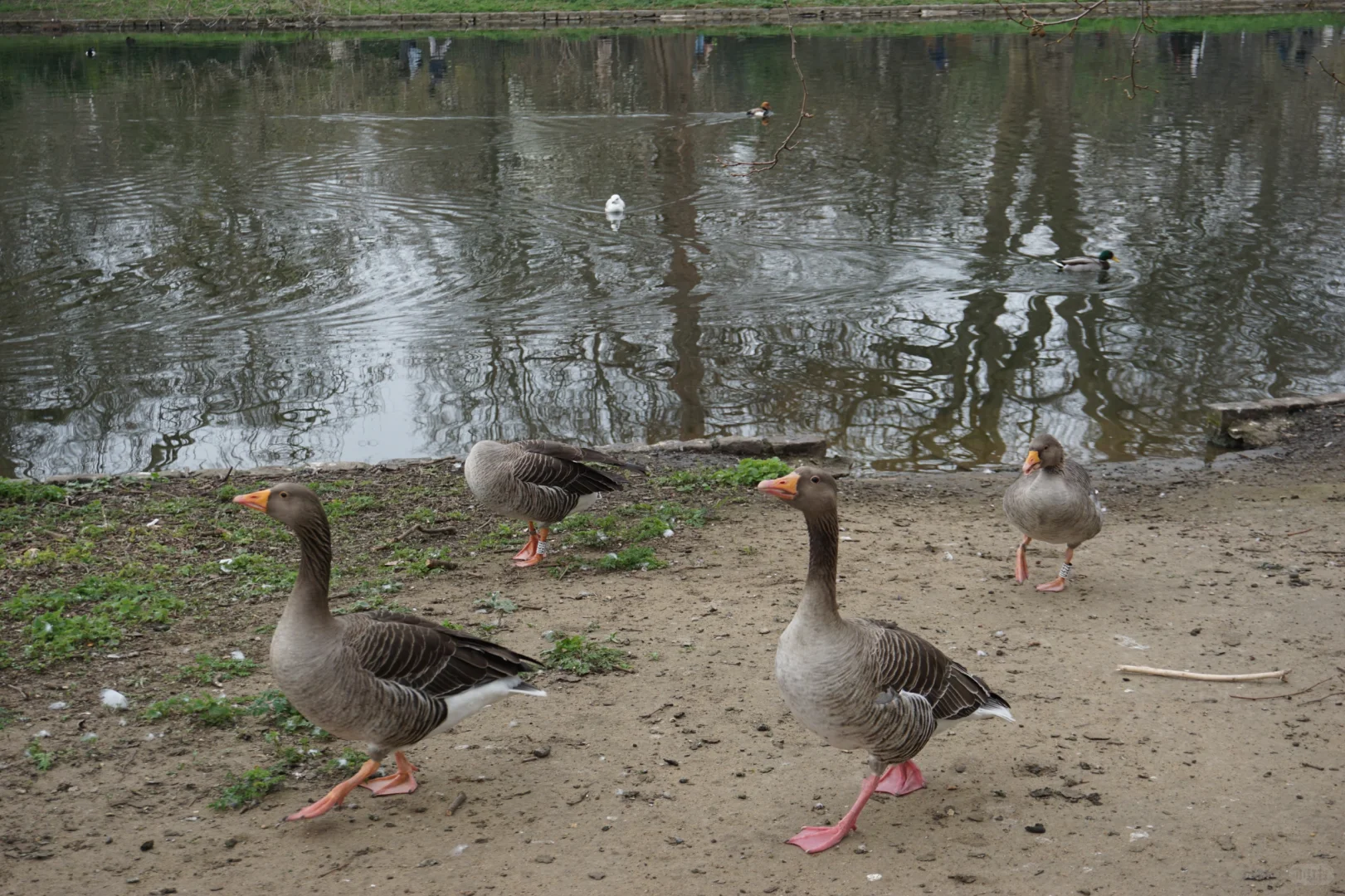 伦敦旅游归来，说说我的感受
