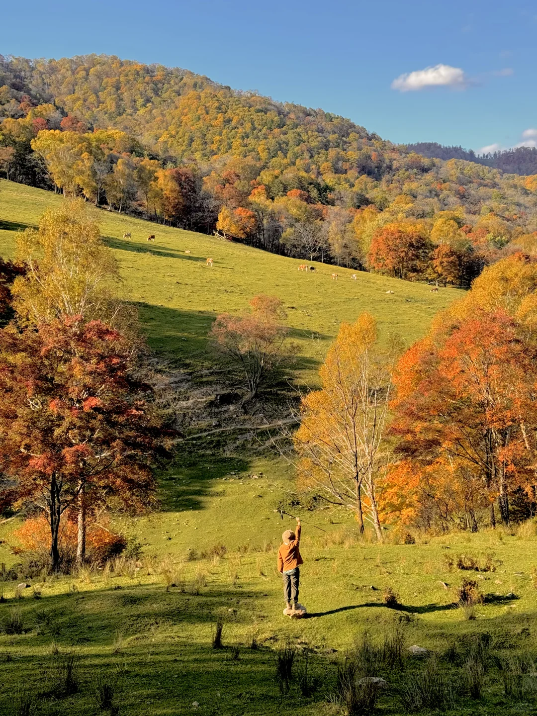 东北的秋🍂，不输内蒙新疆‼️