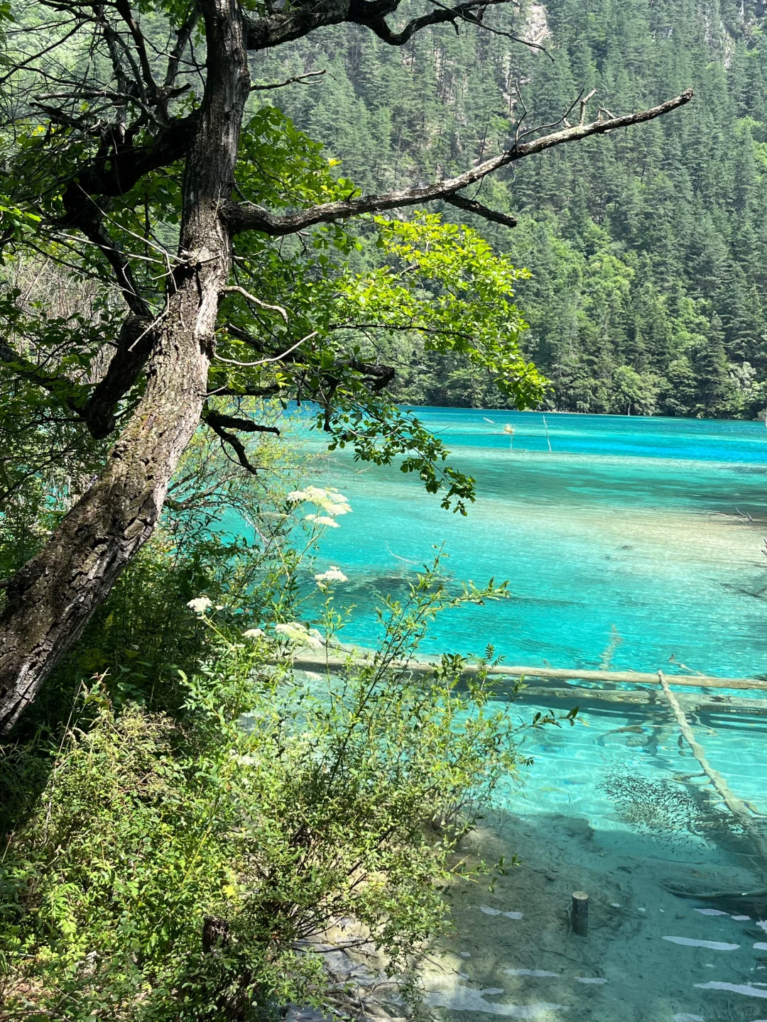 8.9📍九寨沟已回，已被宰🤬内容很脏，但真实