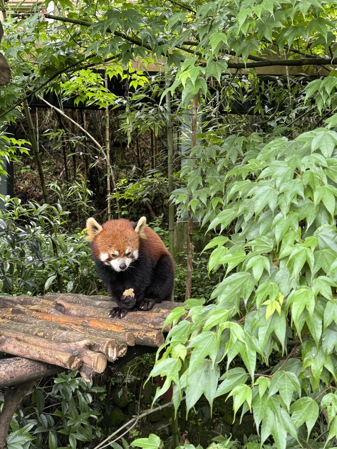 都江堰市一日游攻略