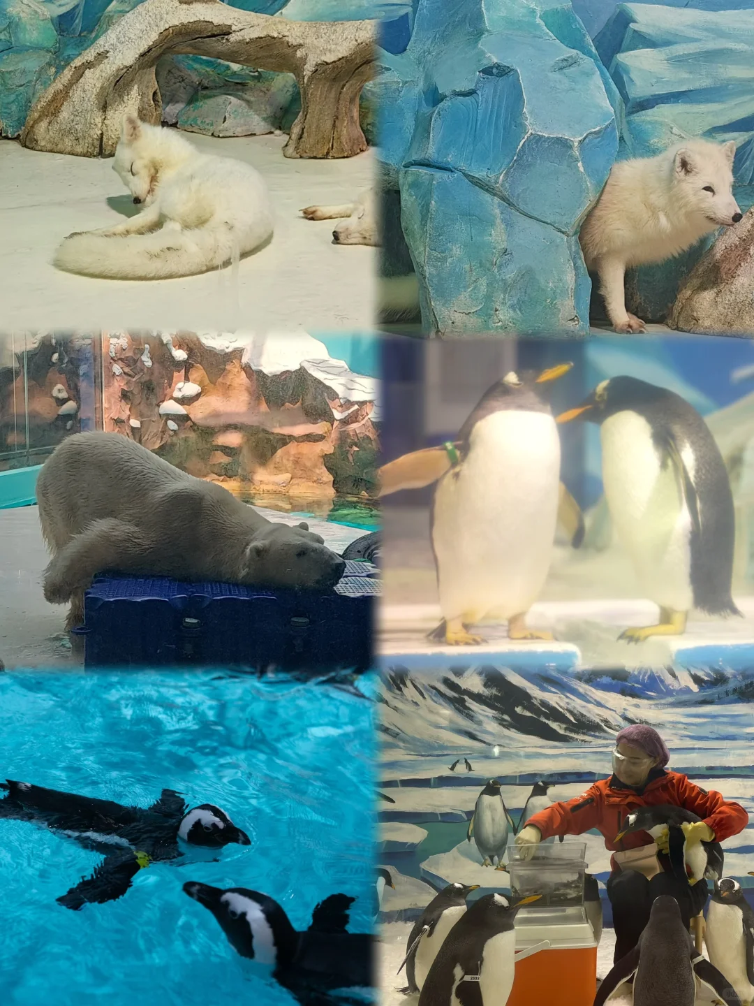 哈尔滨必打卡景点，十一极地馆速通攻略！