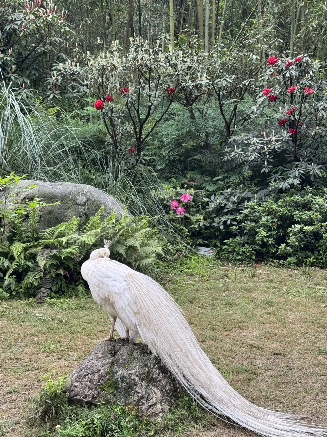 都江堰市一日游攻略