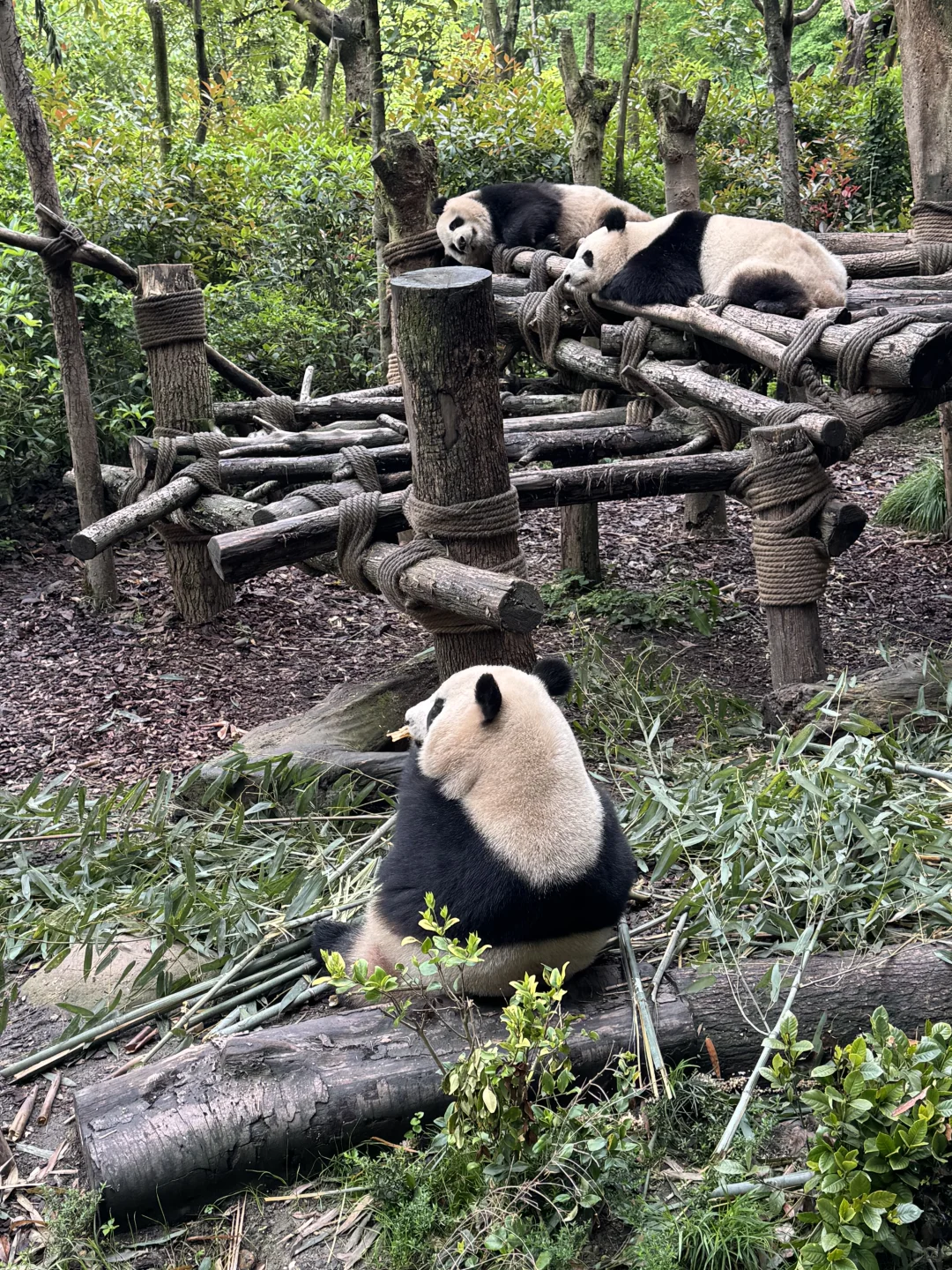 都江堰市一日游攻略