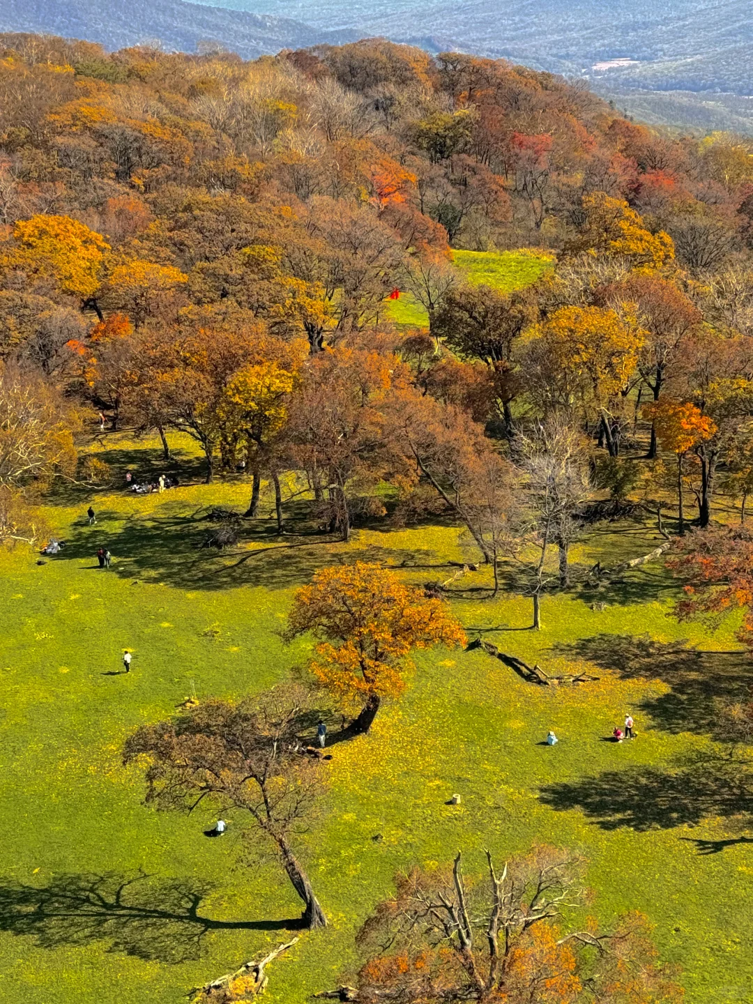 东北的秋🍂，不输内蒙新疆‼️