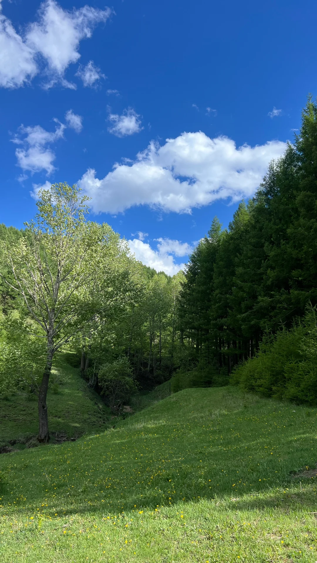 大同周边｜当日往返小众出片旅游景点🌲