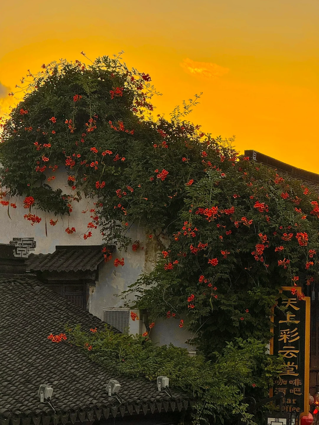 live合集！苏州的油画晚霞美到next level了