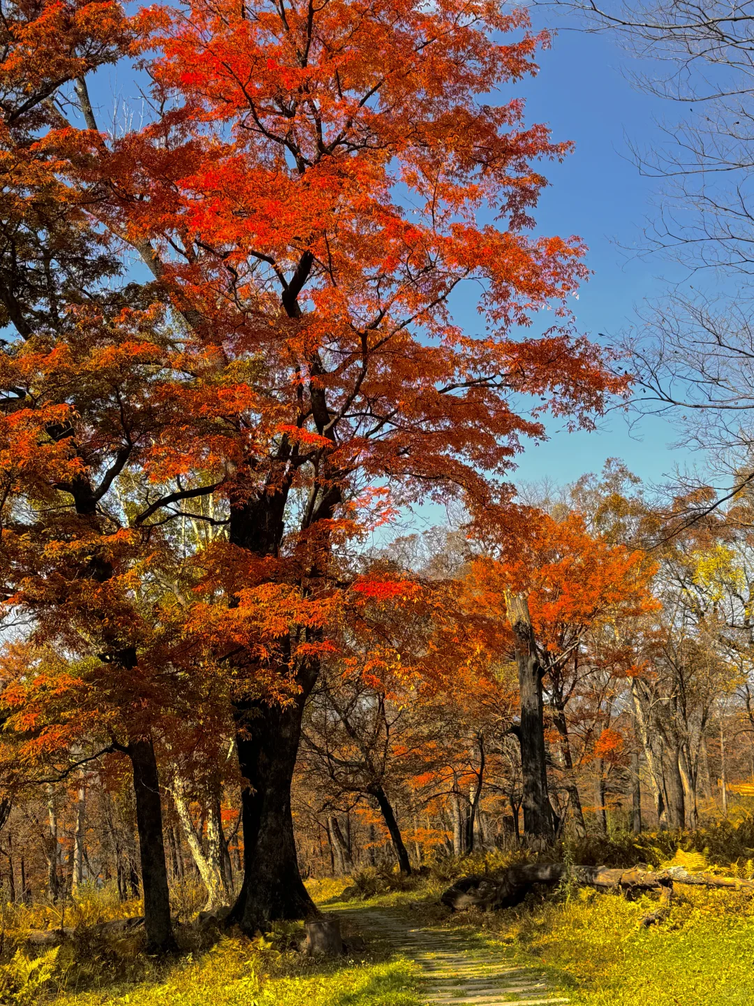东北的秋🍂，不输内蒙新疆‼️