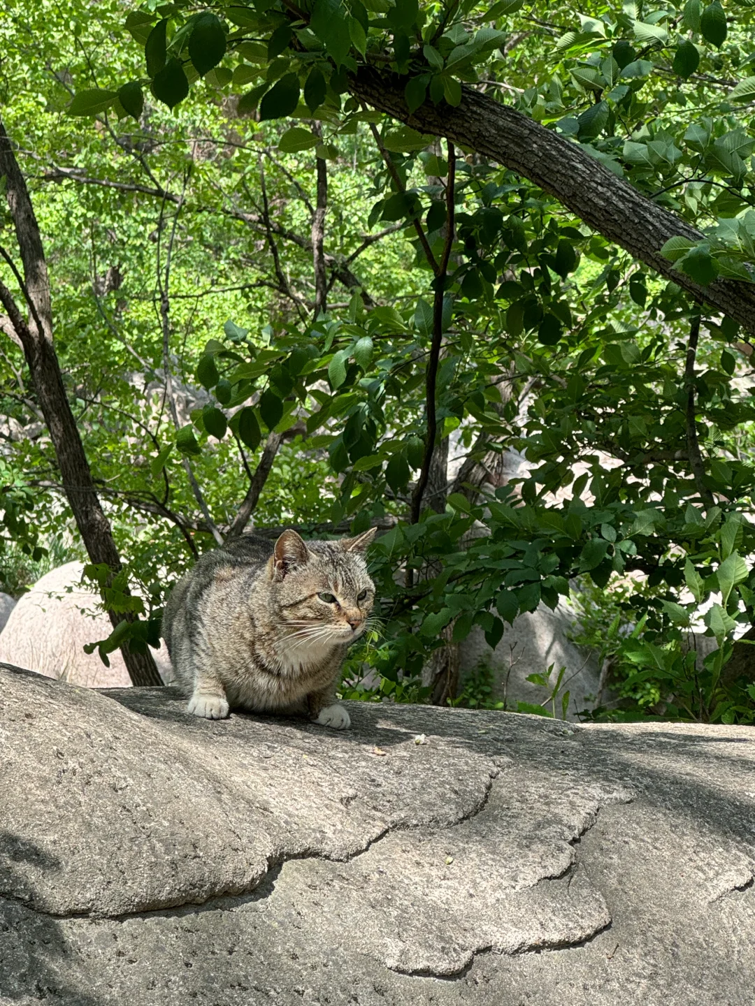 真没去九寨沟！在青岛！⛰️