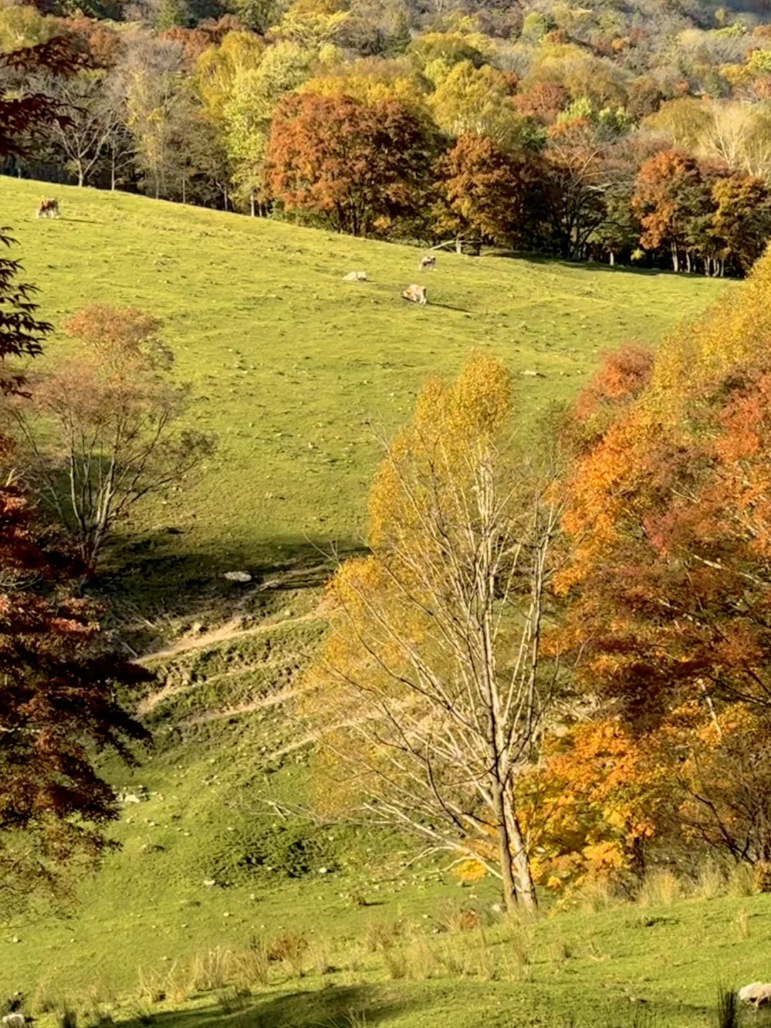 东北的秋🍂，不输内蒙新疆‼️