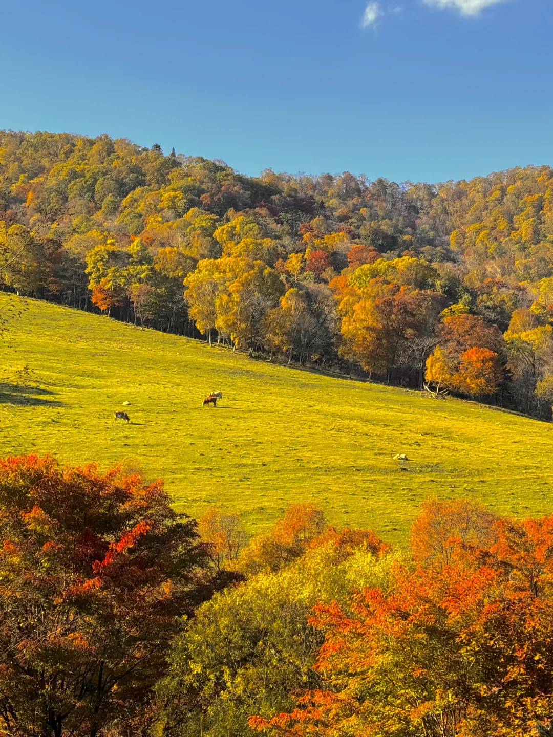 东北的秋🍂，不输内蒙新疆‼️