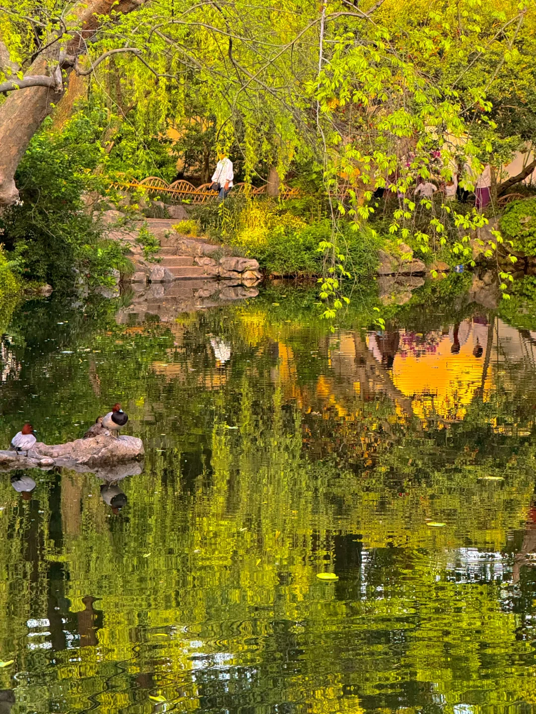 live合集！苏州的油画晚霞美到next level了