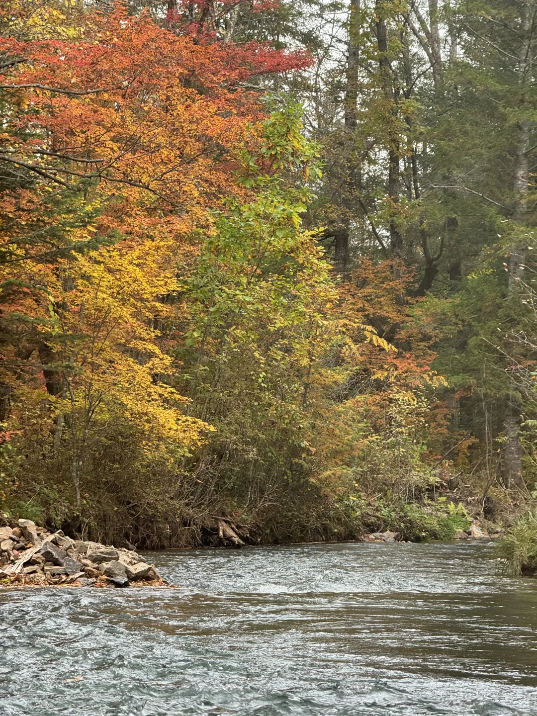 东北的秋🍂，不输内蒙新疆‼️
